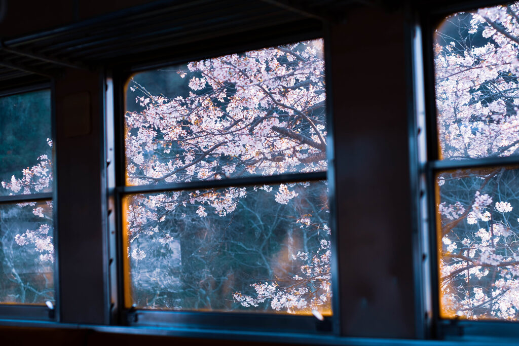 小湊鉄道 車窓 桜