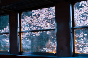 小湊鉄道 車窓 桜