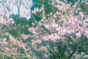小湊鉄道 車窓 桜