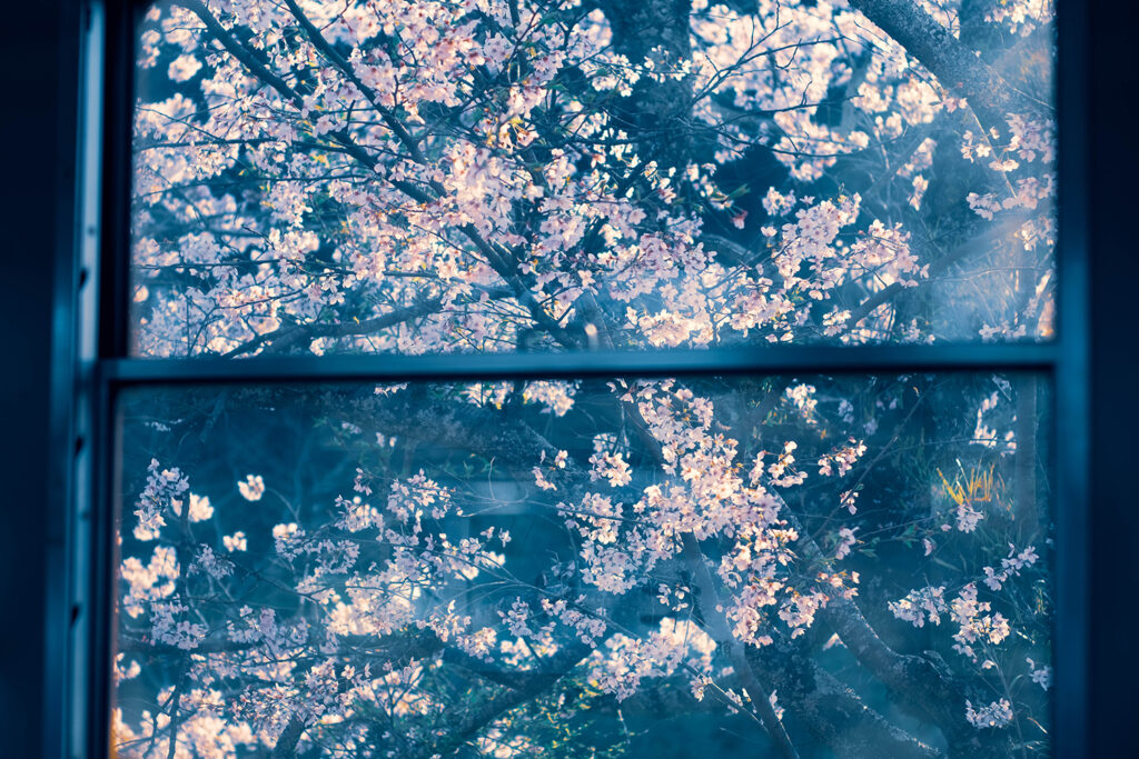 小湊鉄道 車窓 桜