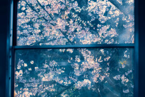 小湊鉄道 車窓 桜