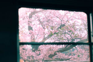 小湊鉄道 車窓 桜
