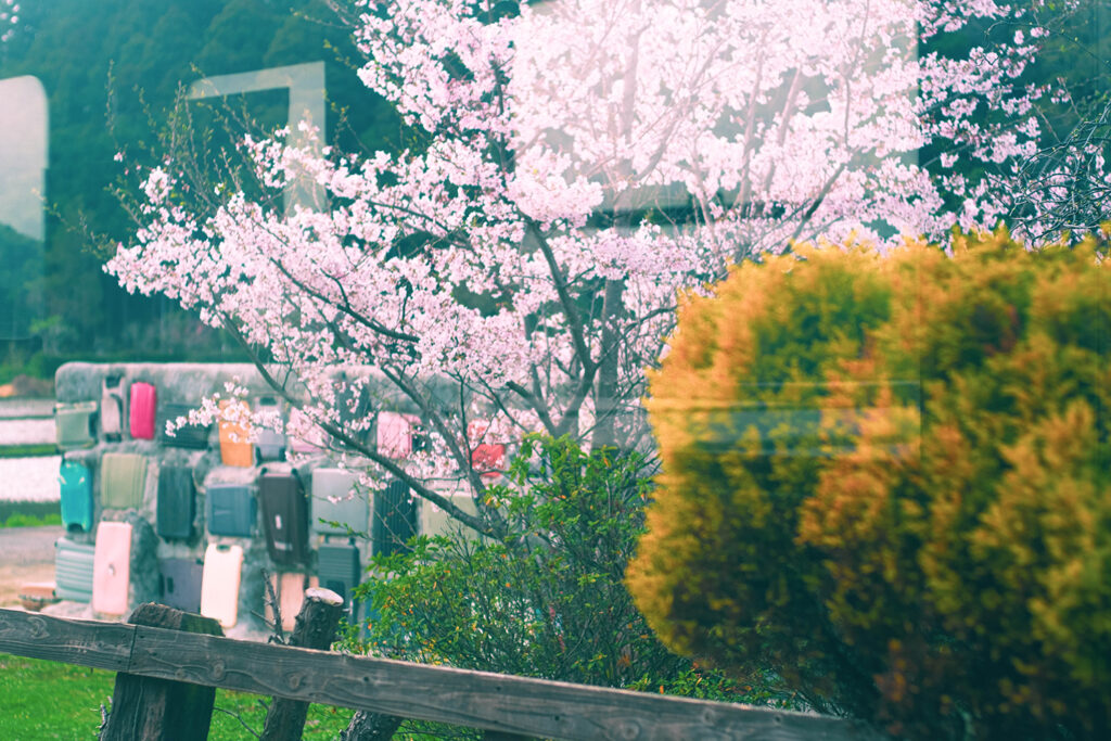 小湊鉄道 車窓 桜
