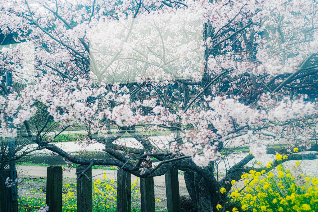 小湊鉄道 車窓 桜